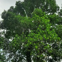 Artocarpus heterophyllus Lam.
